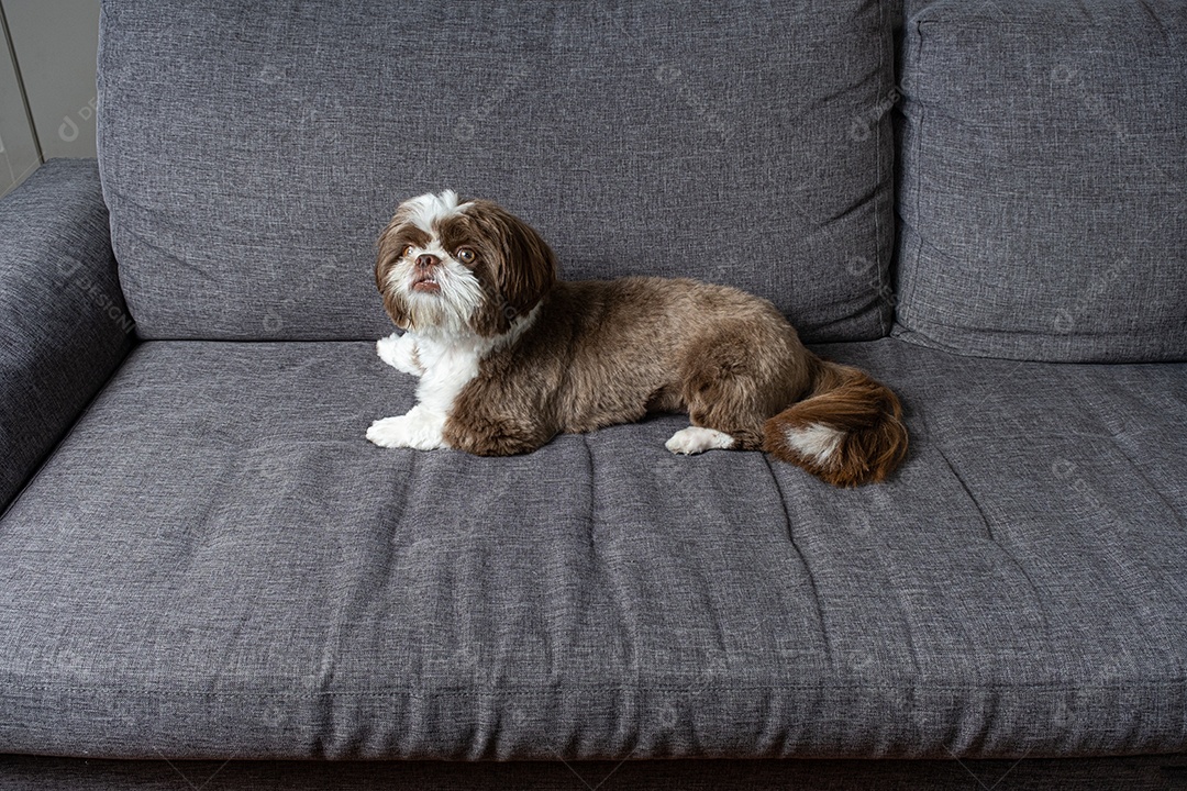 Shih tzu de um ano sentado no sofá e olhando para uma bolha de sabão.