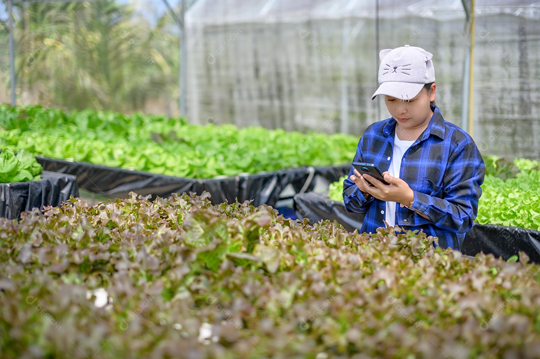 Mulher agricultora cuidando Horta hidropônica, vegetais orgânicos