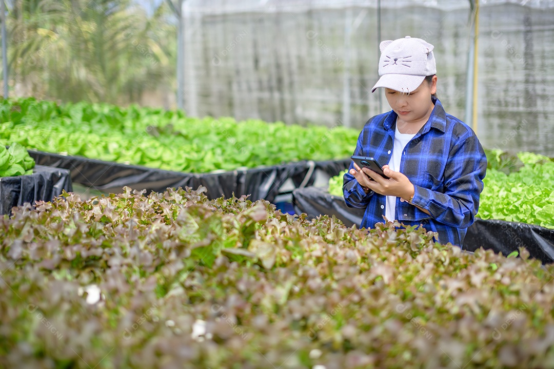Mulher agricultora cuidando Horta hidropônica, vegetais orgânicos