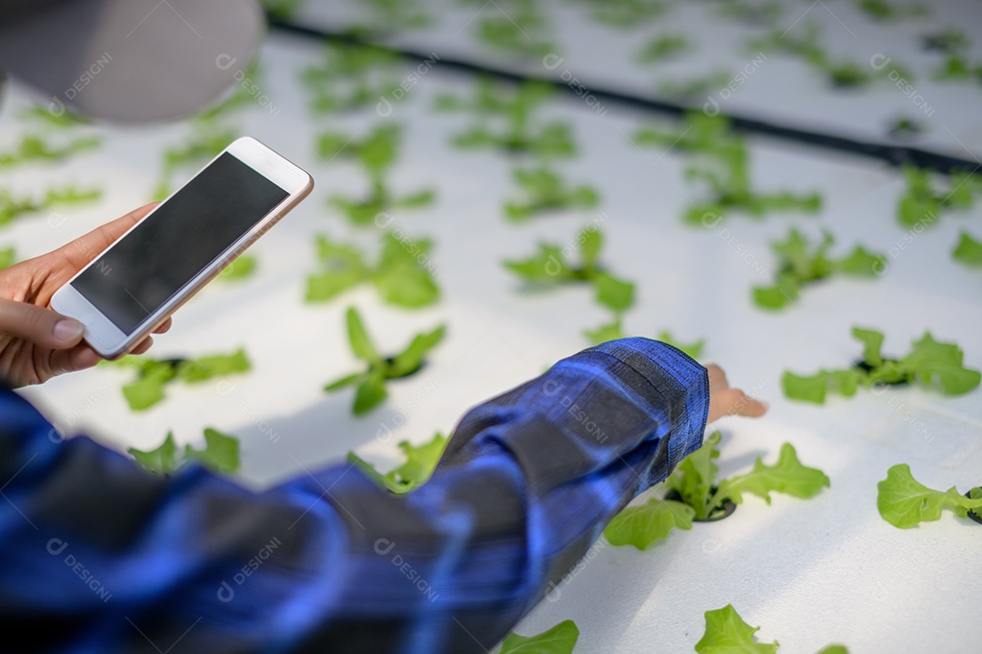 Mulher agricultora cuidando Horta hidropônica, vegetais orgânicos
