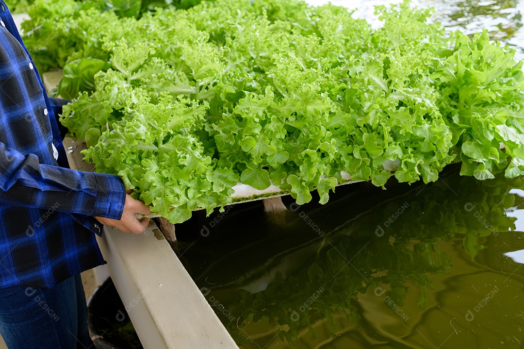 Mulher agricultora cuidando Horta hidropônica, vegetais orgânicos
