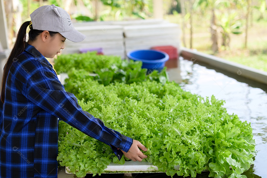 Mulher agricultora cuidando Horta hidropônica, vegetais orgânicos