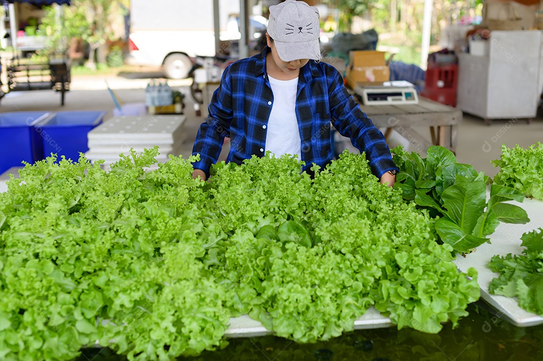 Mulher agricultora cuidando Horta hidropônica, vegetais orgânicos