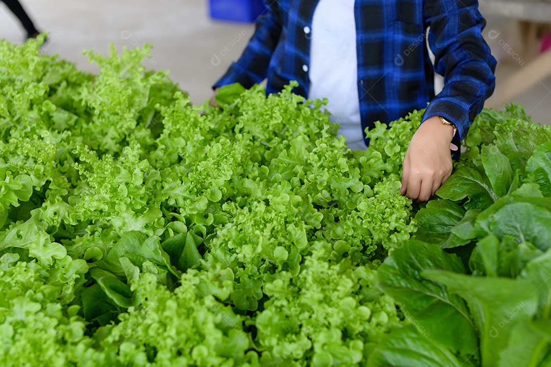 Mulher agricultora cuidando Horta hidropônica, vegetais orgânicos
