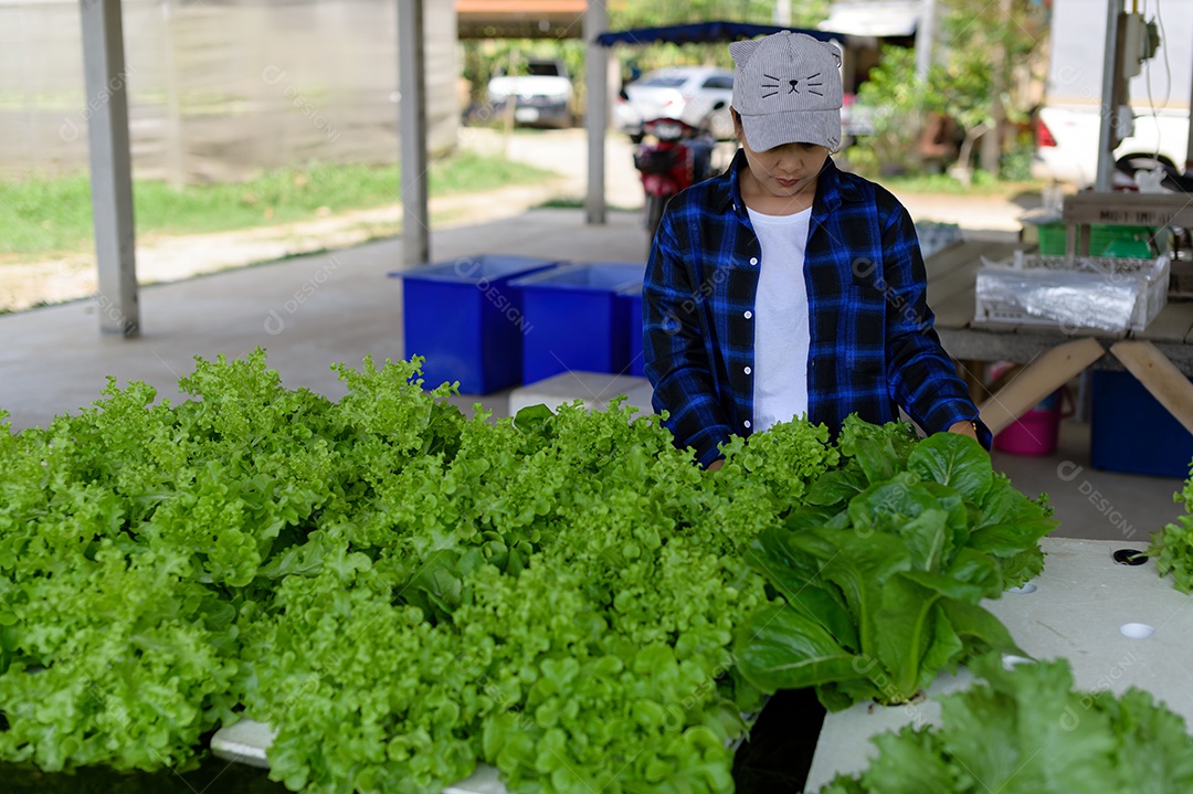 Mulher agricultora cuidando Horta hidropônica, vegetais orgânicos