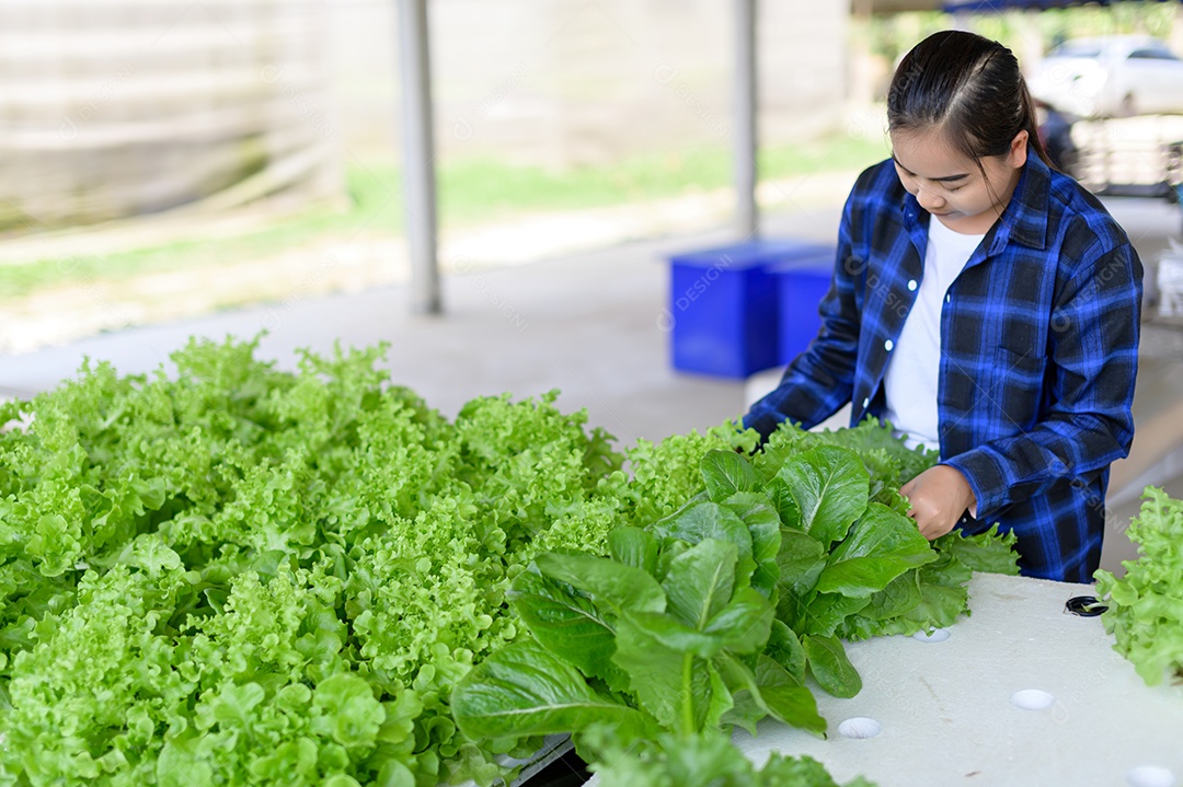 Mulher agricultora cuidando Horta hidropônica, vegetais orgânicos