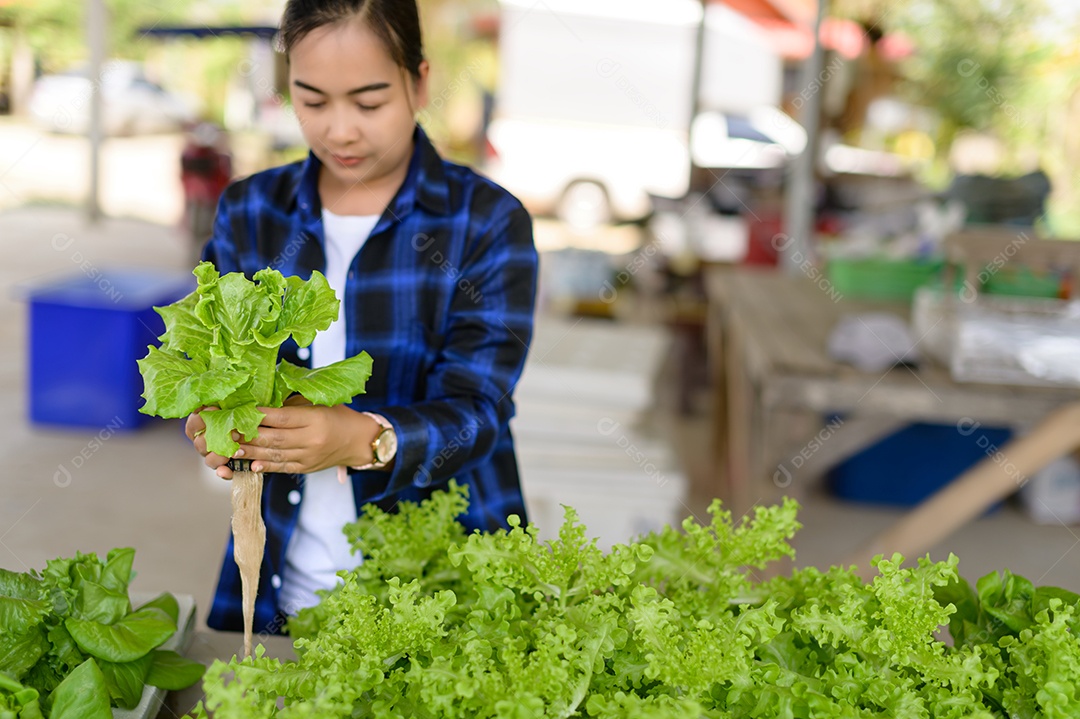 Mulher agricultora cuidando Horta hidropônica, vegetais orgânicos