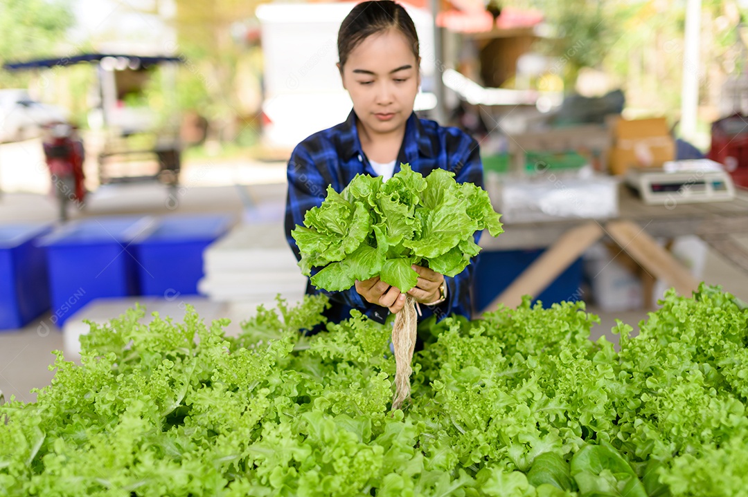 Mulher agricultora cuidando Horta hidropônica, vegetais orgânicos
