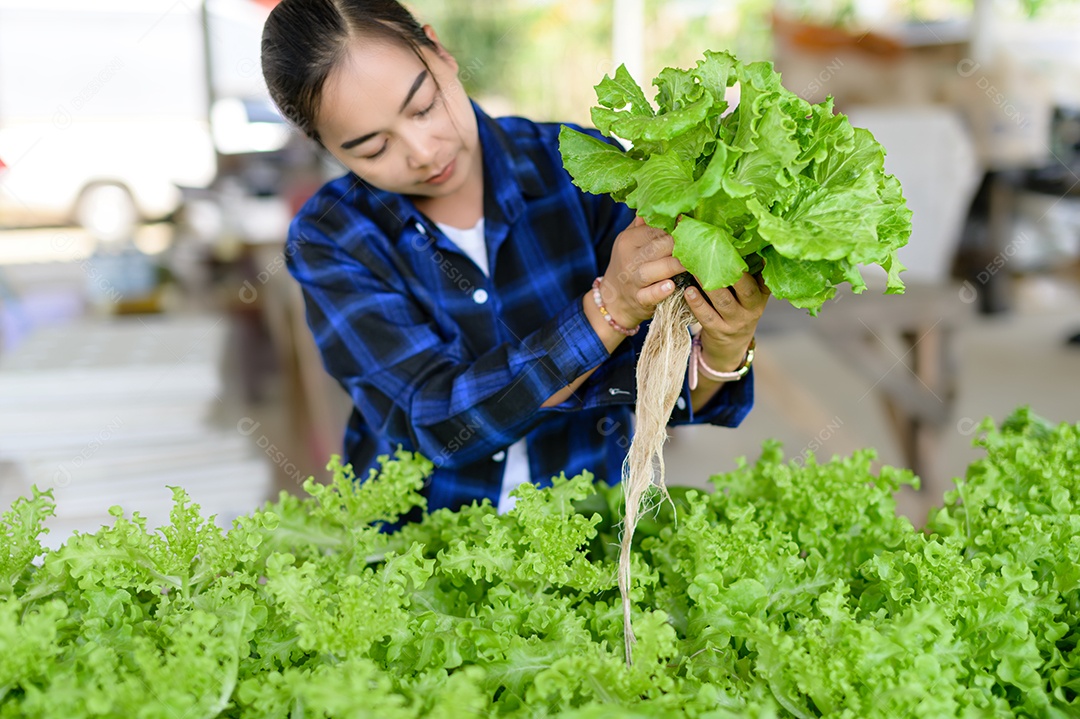 Mulher agricultora cuidando Horta hidropônica, vegetais orgânicos