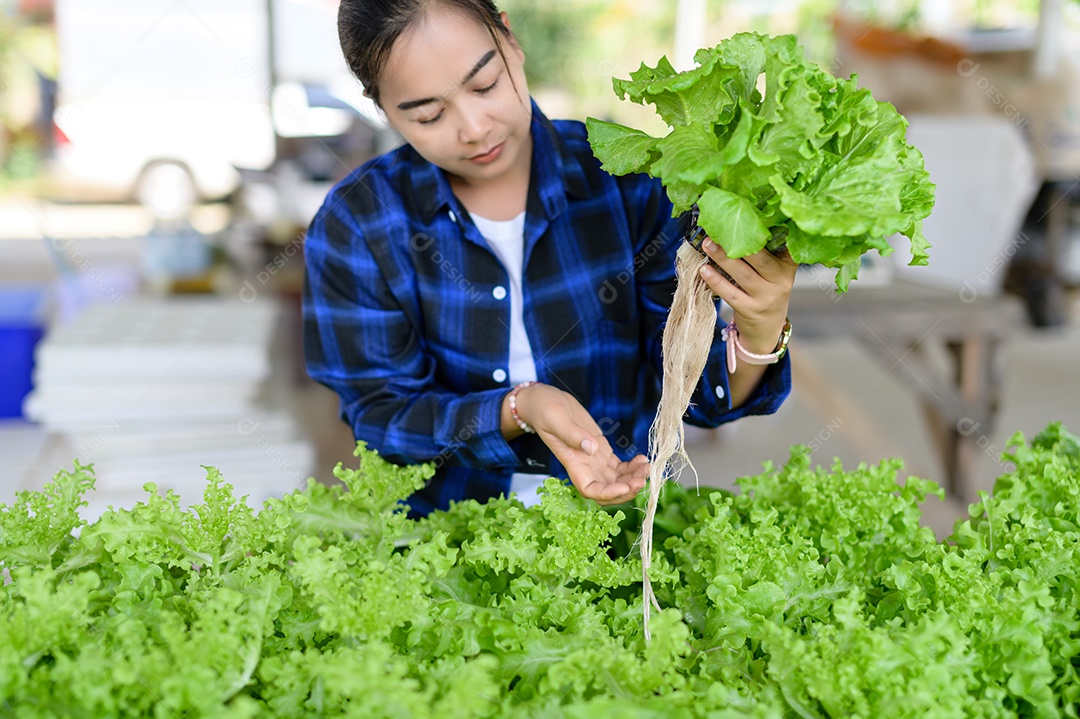 Mulher agricultora cuidando Horta hidropônica, vegetais orgânicos