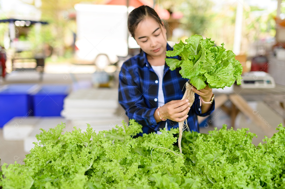 Mulher agricultora cuidando Horta hidropônica, vegetais orgânicos