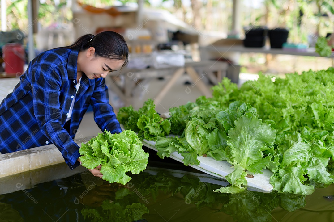 Mulher agricultora cuidando Horta hidropônica, vegetais orgânicos