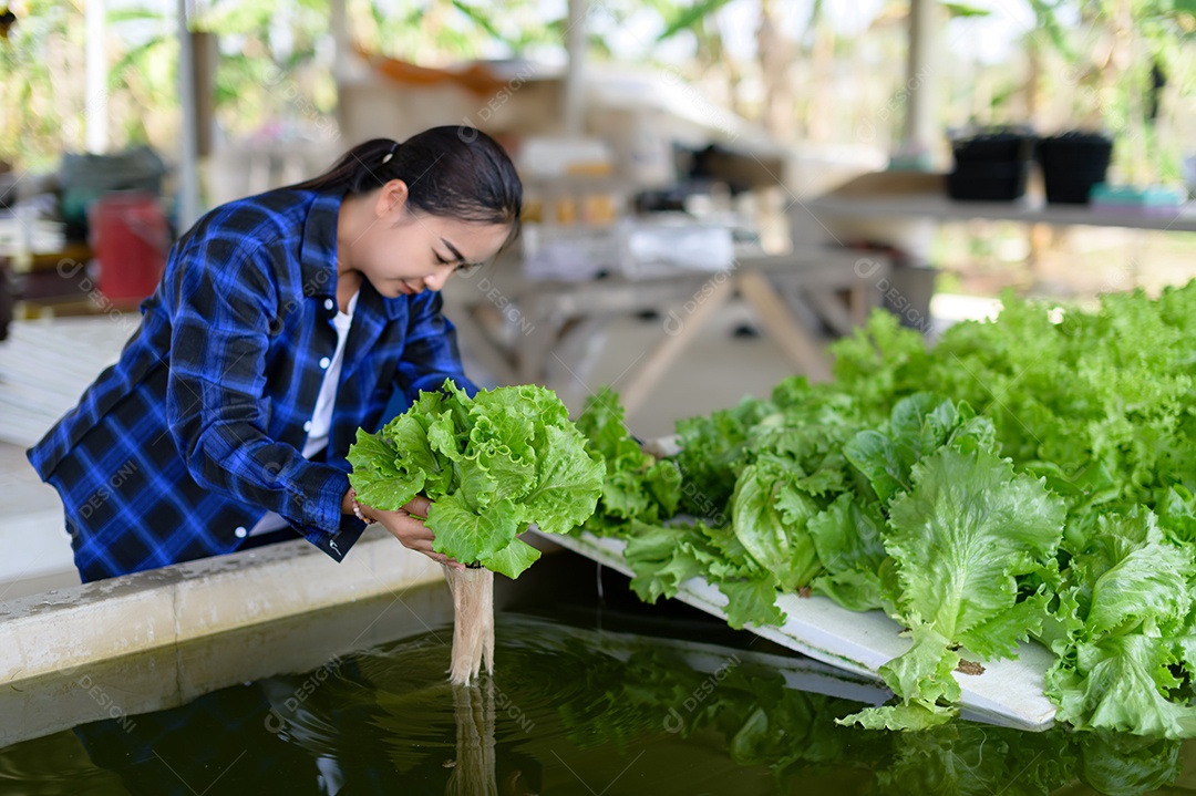 Mulher agricultora cuidando Horta hidropônica, vegetais orgânicos