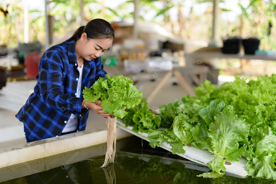 Mulher agricultora cuidando Horta hidropônica, vegetais orgânicos