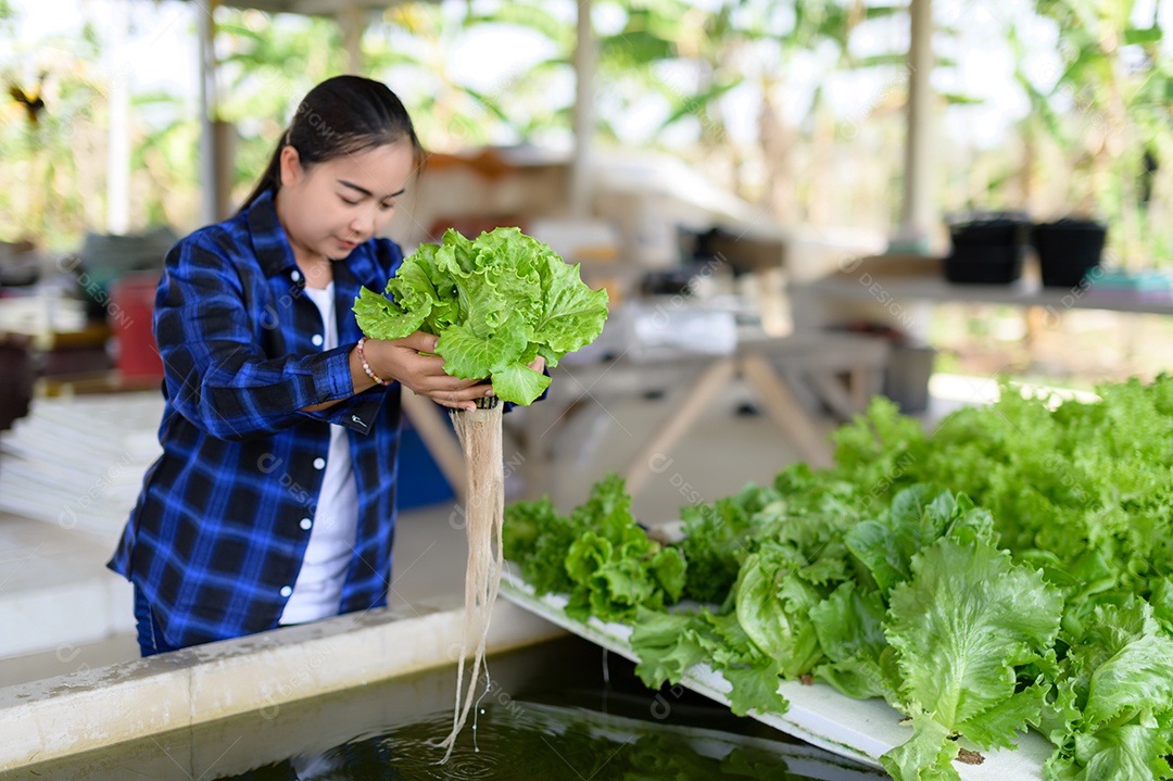 Mulher agricultora cuidando Horta hidropônica, vegetais orgânicos