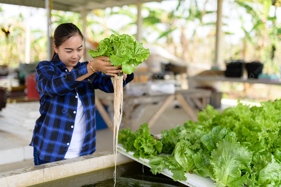 Mulher agricultora cuidando Horta hidropônica, vegetais orgânicos