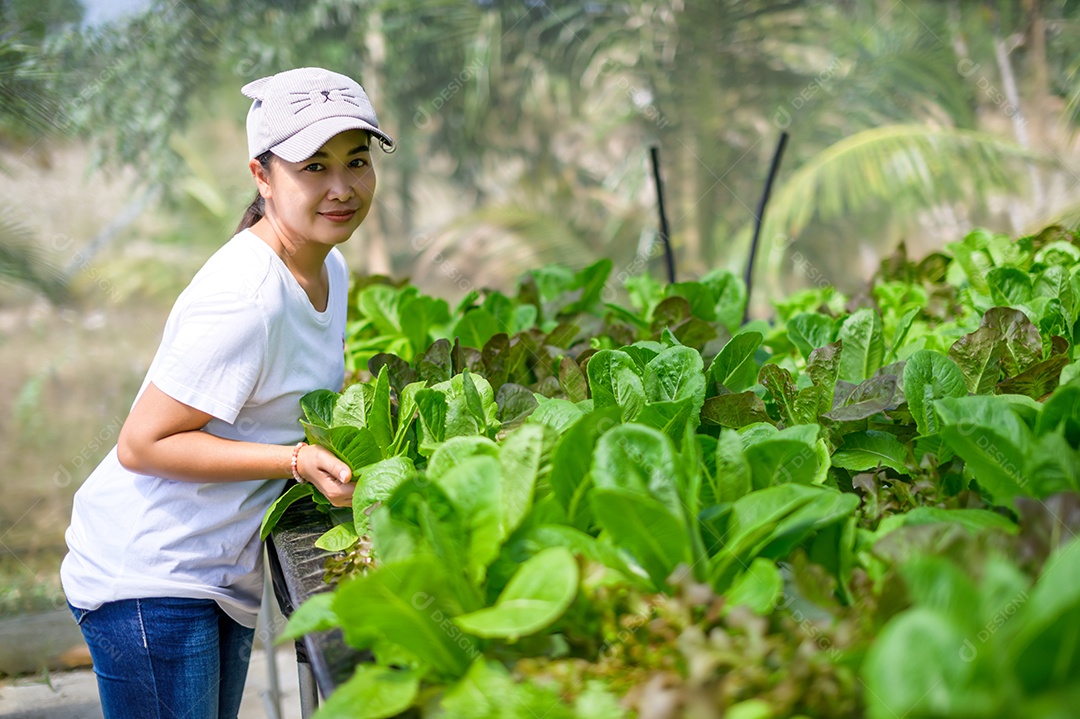 Mulher agricultora cuidando Horta hidropônica, vegetais orgânicos