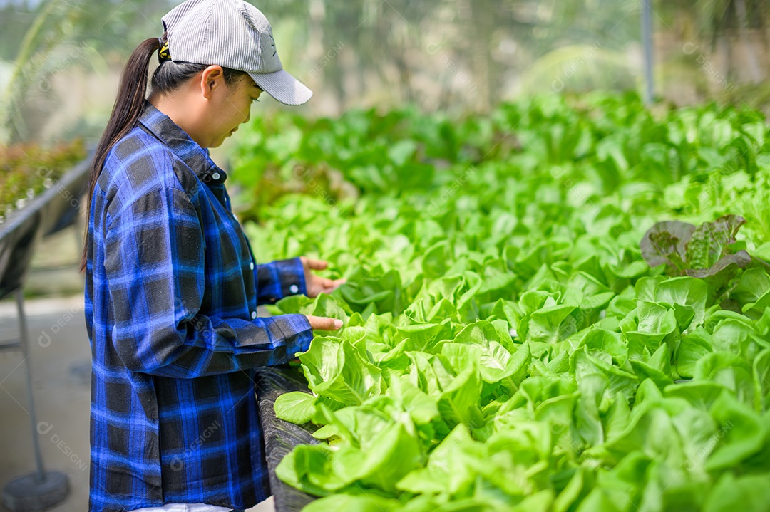 Mulher agricultora cuidando Horta hidropônica, vegetais orgânicos