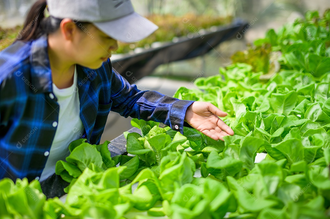 Mulher agricultora cuidando Horta hidropônica, vegetais orgânicos