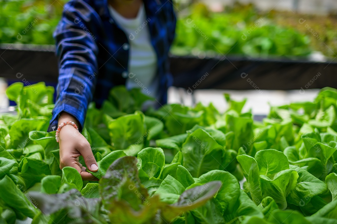 Mulher agricultora cuidando Horta hidropônica, vegetais orgânicos