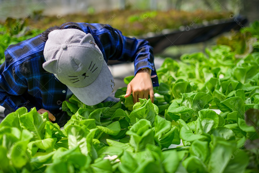 Mulher agricultora cuidando Horta hidropônica, vegetais orgânicos