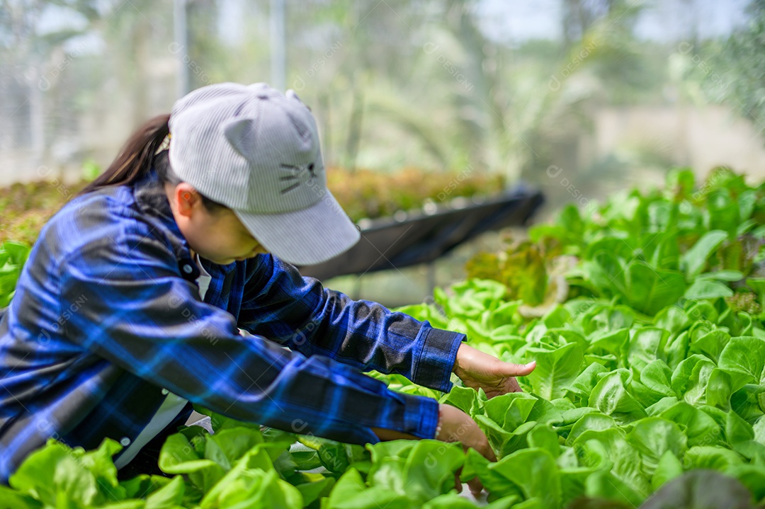 Mulher agricultora cuidando Horta hidropônica, vegetais orgânicos