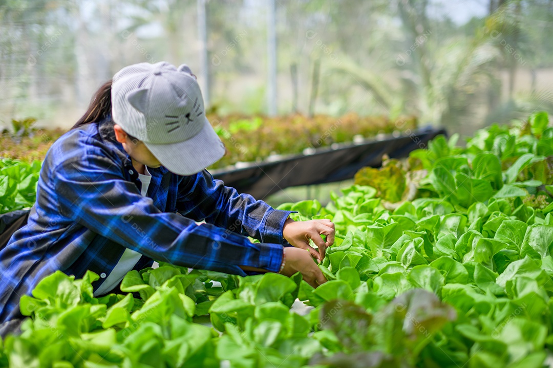 Mulher agricultora cuidando Horta hidropônica, vegetais orgânicos