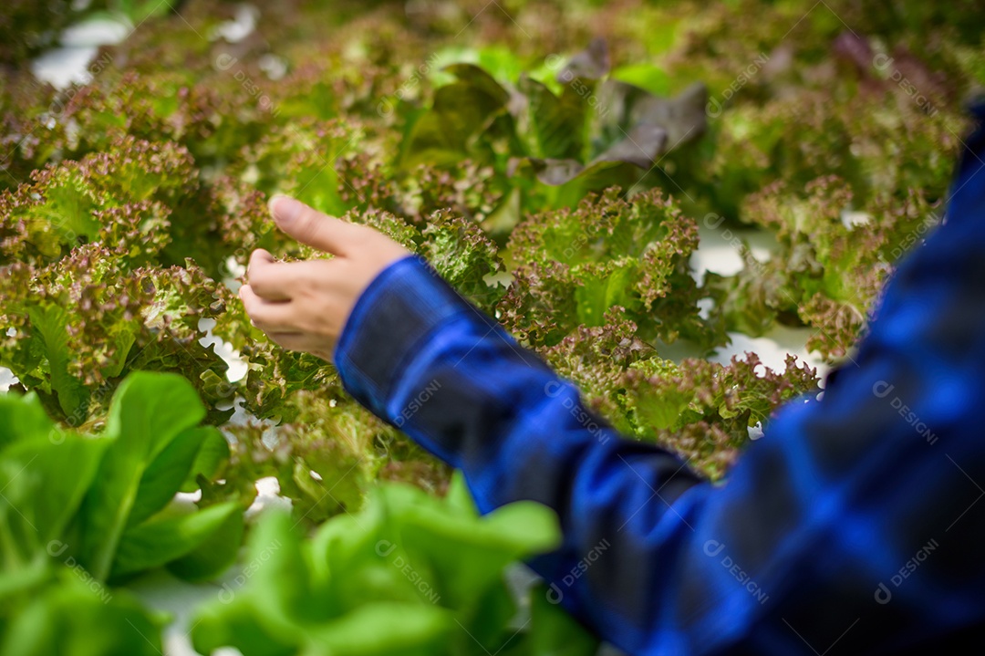 Mulher agricultora cuidando Horta hidropônica, vegetais orgânicos