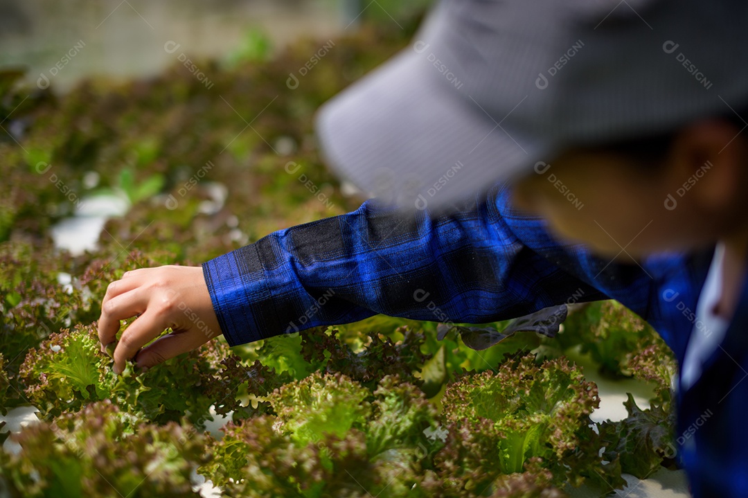 Mulher agricultora cuidando Horta hidropônica, vegetais orgânicos
