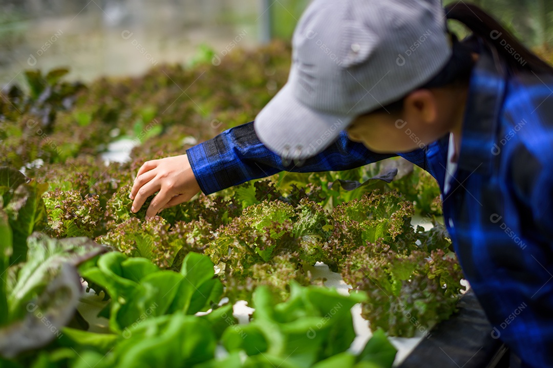 Mulher agricultora cuidando Horta hidropônica, vegetais orgânicos
