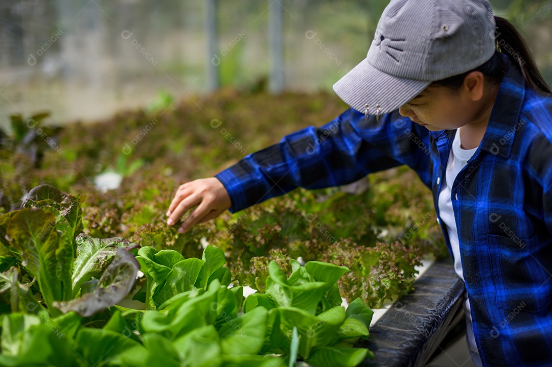 Mulher agricultora cuidando Horta hidropônica, vegetais orgânicos