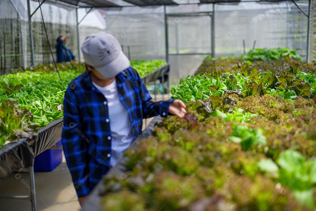 Mulher agricultora cuidando Horta hidropônica, vegetais orgânicos