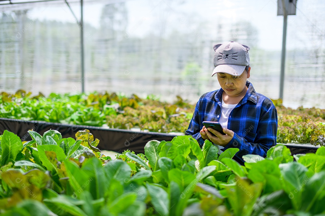Mulher agricultora cuidando Horta hidropônica, vegetais orgânicos