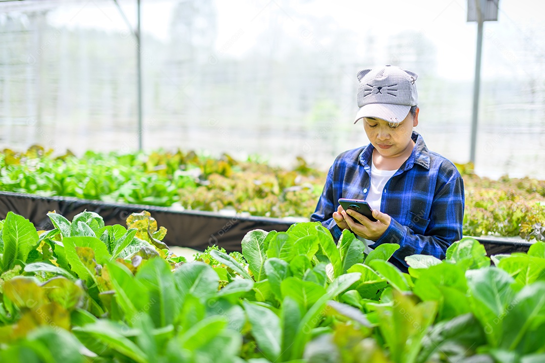 Mulher agricultora cuidando Horta hidropônica, vegetais orgânicos