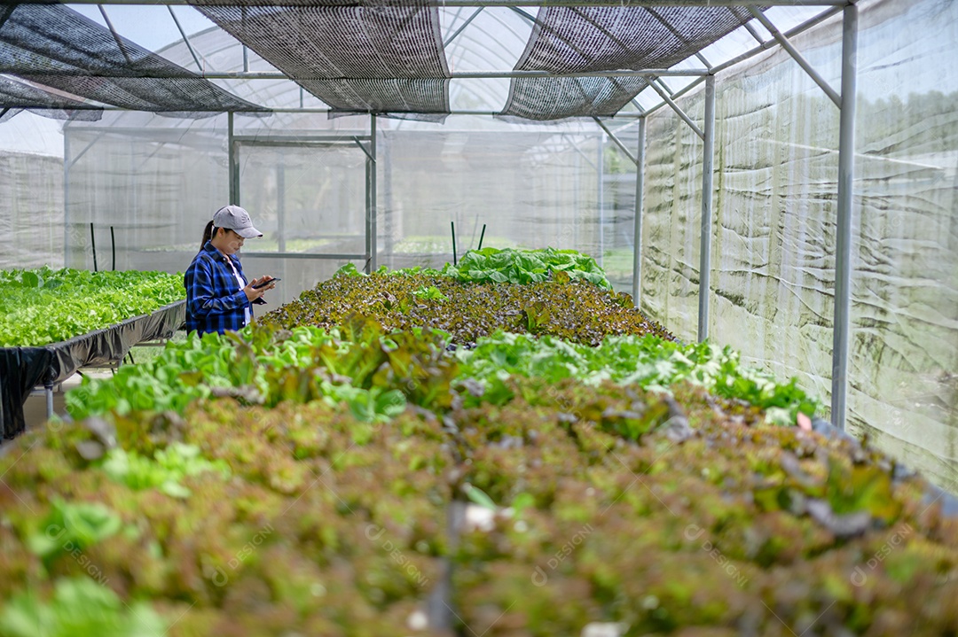 Mulher agricultora cuidando Horta hidropônica, vegetais orgânicos