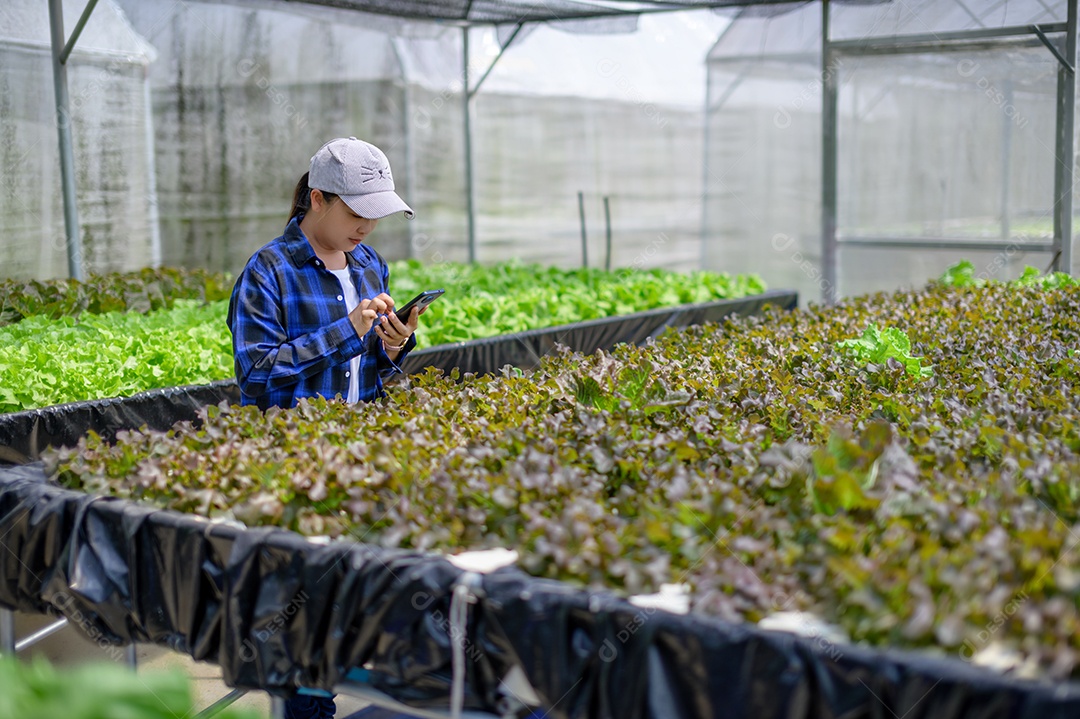 Mulher agricultora cuidando Horta hidropônica, vegetais orgânicos