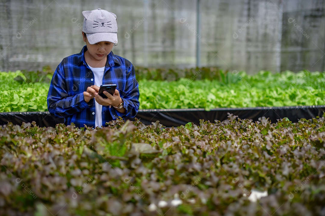 Mulher agricultora cuidando Horta hidropônica, vegetais orgânicos