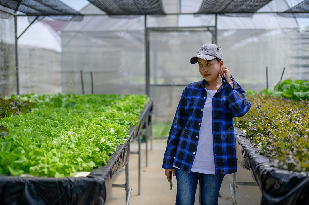 Mulher agricultora cuidando Horta hidropônica, vegetais orgânicos