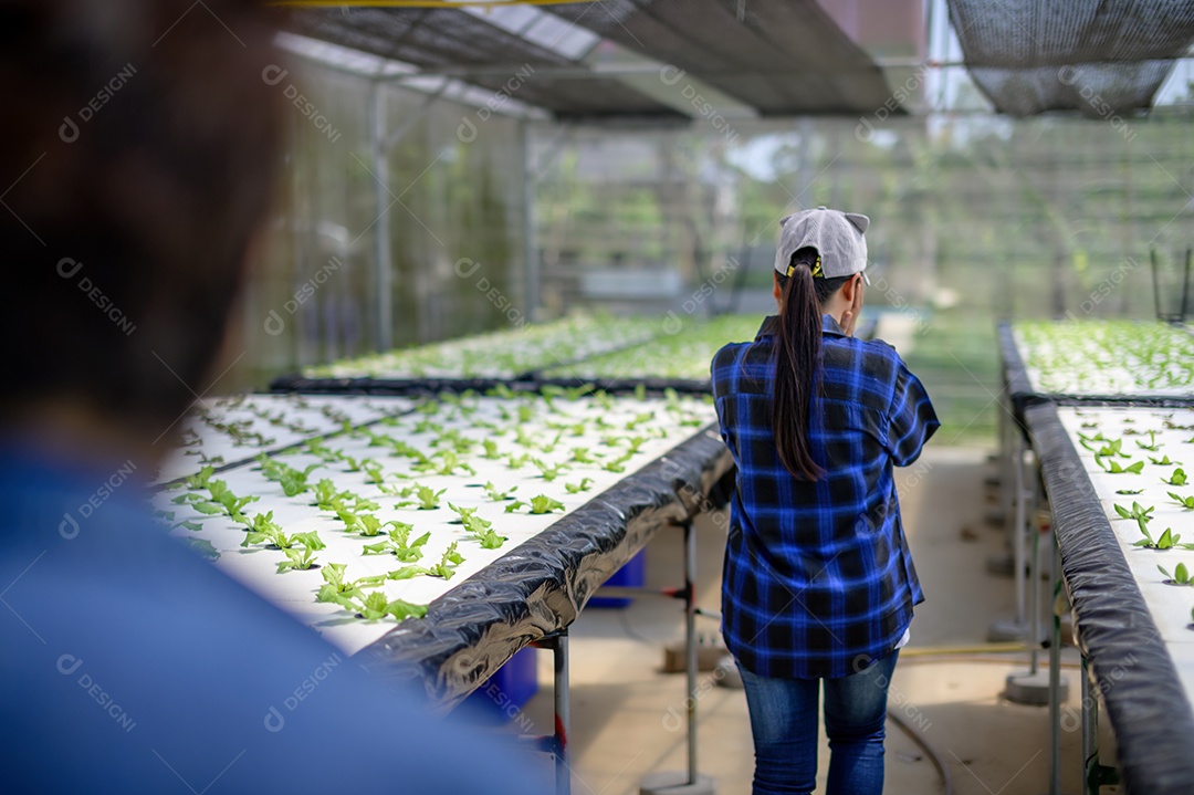 Mulher agricultora cuidando Horta hidropônica, vegetais orgânicos