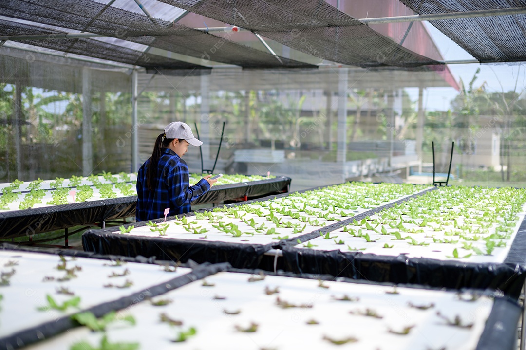 Mulher agricultora cuidando Horta hidropônica, vegetais orgânicos