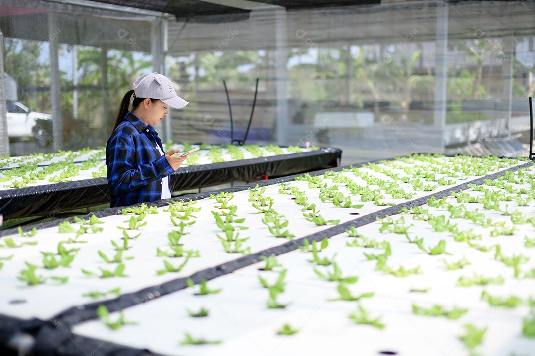 Mulher agricultora cuidando Horta hidropônica, vegetais orgânicos
