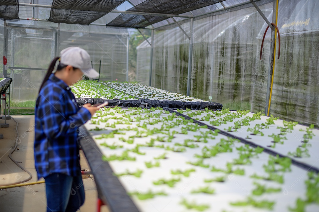 Mulher agricultora cuidando Horta hidropônica, vegetais orgânicos