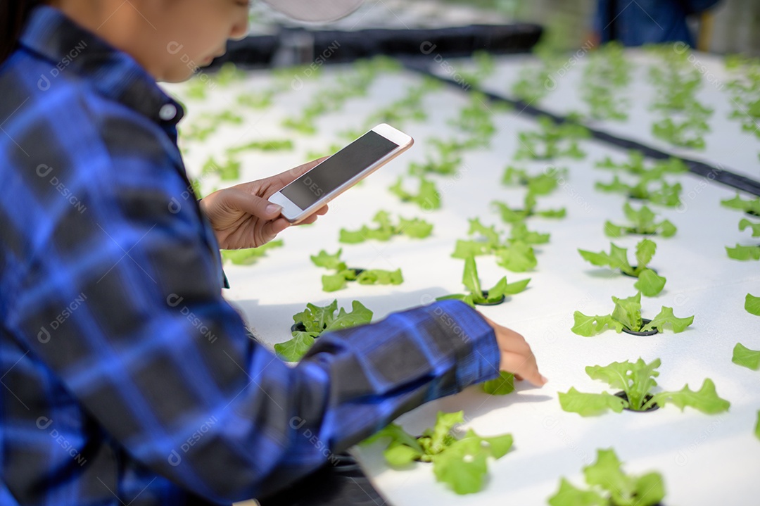 Mulher agricultora cuidando Horta hidropônica, vegetais orgânicos
