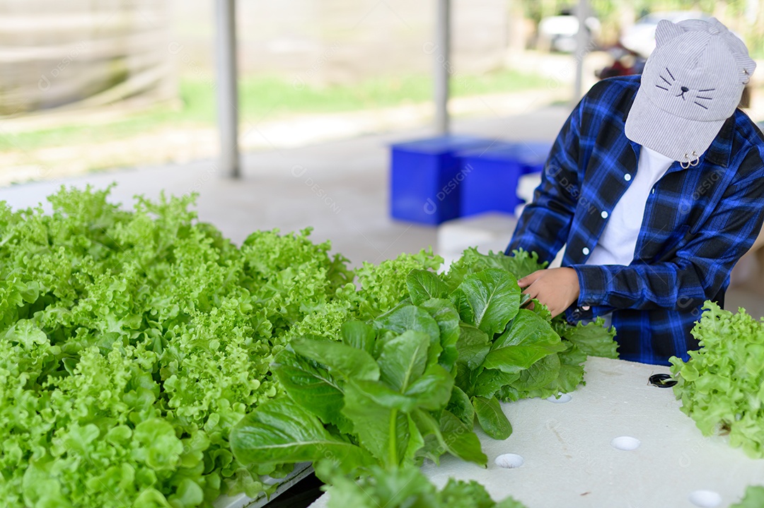 Mulher agricultora cuidando Horta hidropônica, vegetais orgânicos