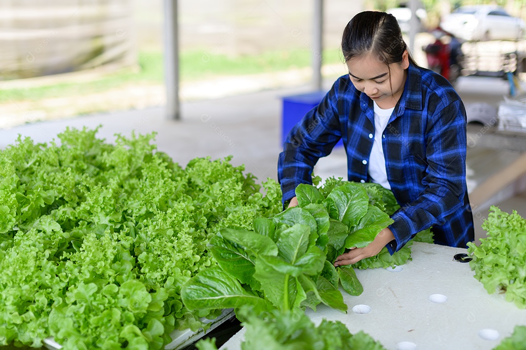 Mulher agricultora cuidando Horta hidropônica, vegetais orgânicos