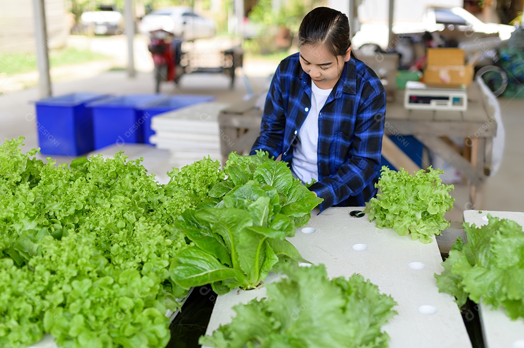 Mulher agricultora cuidando Horta hidropônica, vegetais orgânicos