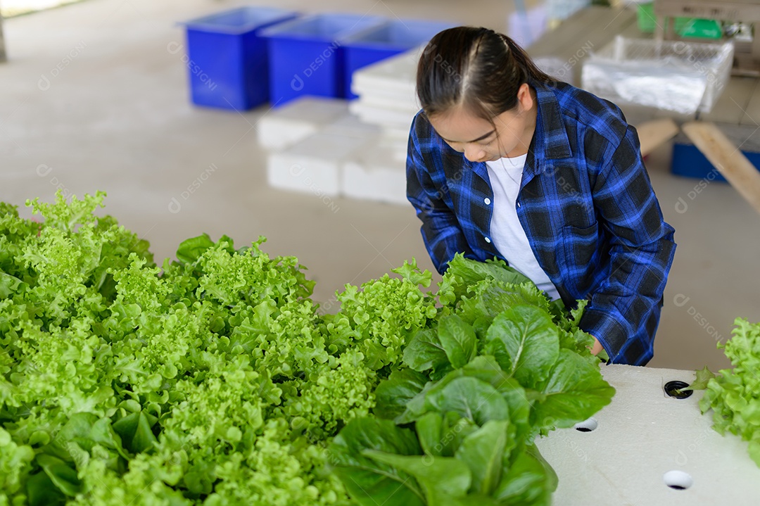 Mulher agricultora cuidando Horta hidropônica, vegetais orgânicos