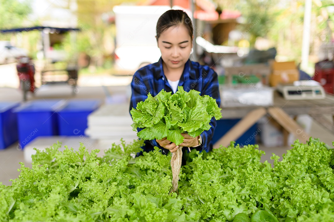 Mulher agricultora cuidando Horta hidropônica, vegetais orgânicos