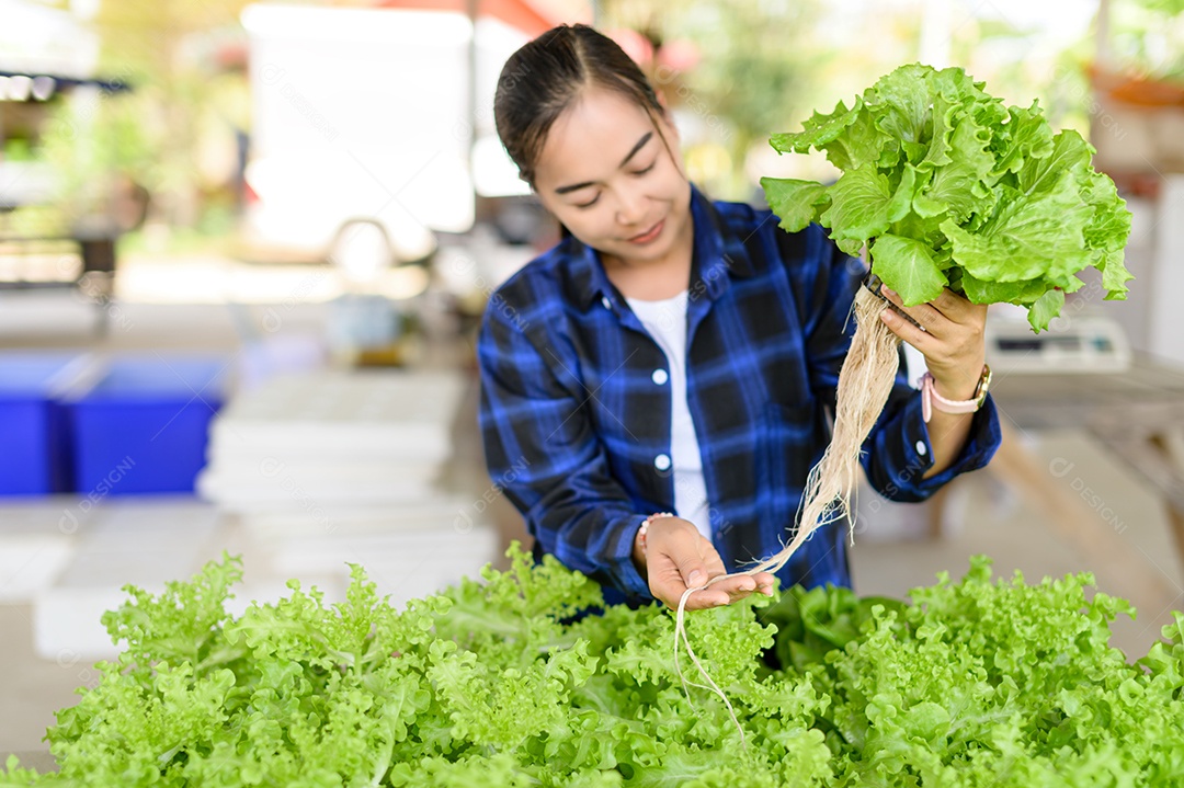 Mulher agricultora cuidando Horta hidropônica, vegetais orgânicos