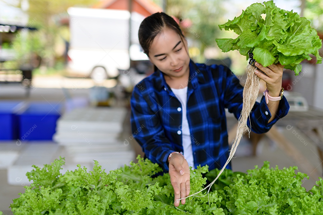 Mulher agricultora cuidando Horta hidropônica, vegetais orgânicos